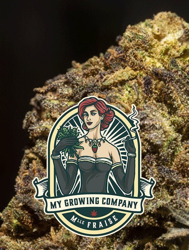 Mlle Fraise fleur de cannabis CBD à fumer My Growing Company MGC