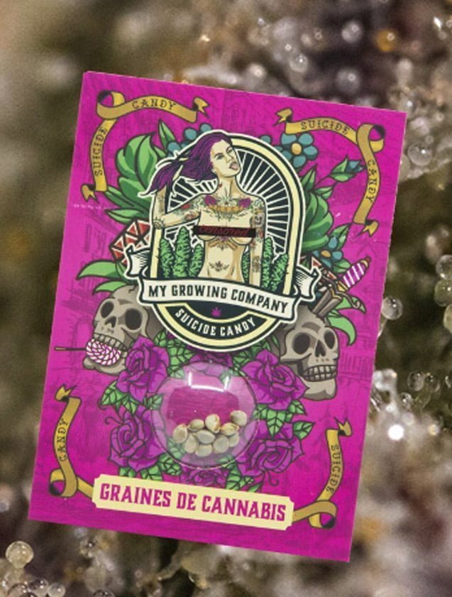 Graines de cannabis CBD Suicide Candy by My Growing Company