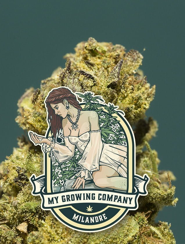 milandre cannabis CBD outdoor My Growing Company MGC